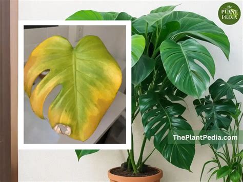 monstera turning yellow and brown|Why is My Monstera Turning Yellow: Reason